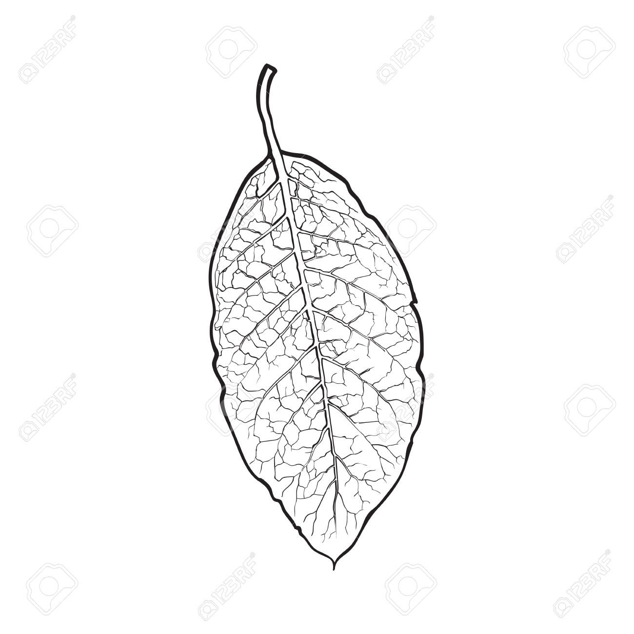 1300x1300 Hand Drawn Dry Tobacco Leaf, Sketch Vector Illustration Isolated