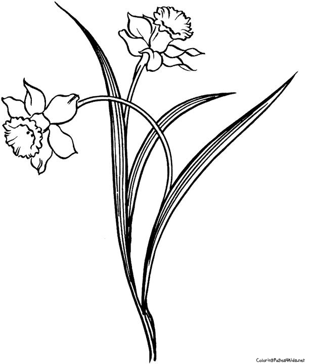 613x719 Drawn Daffodil Sketch