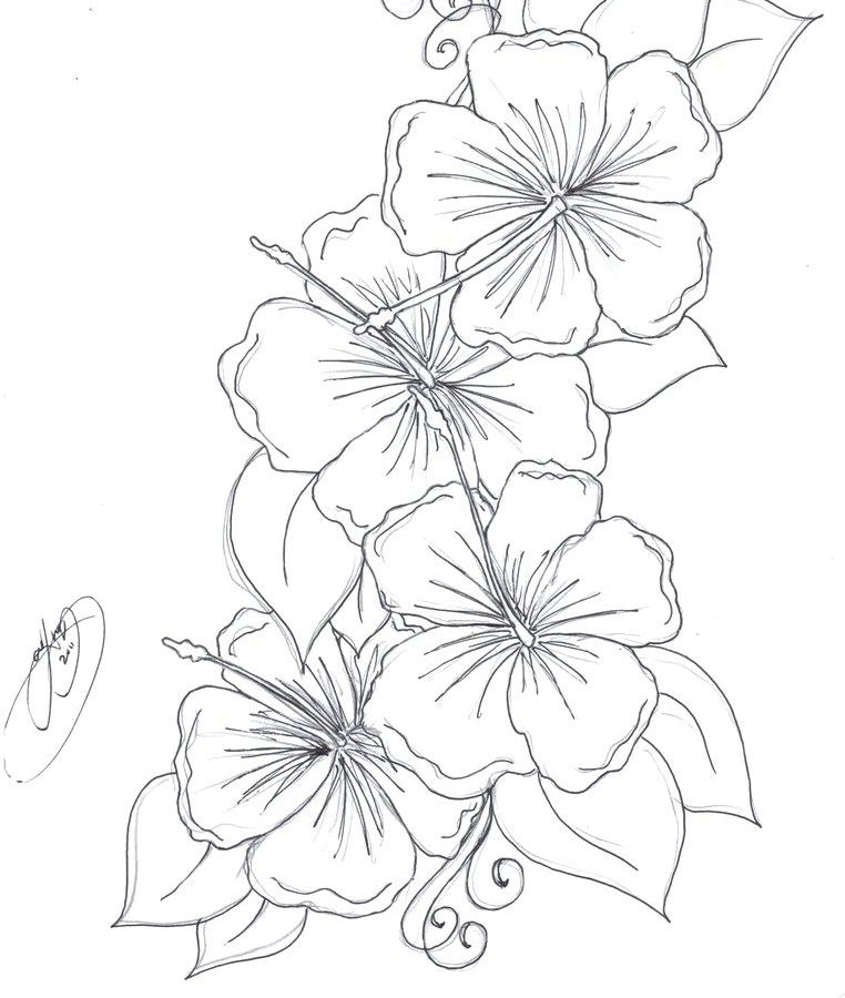 762x900 Flower Coloring Pages To Print Hibiscus Page For Kids Flowers