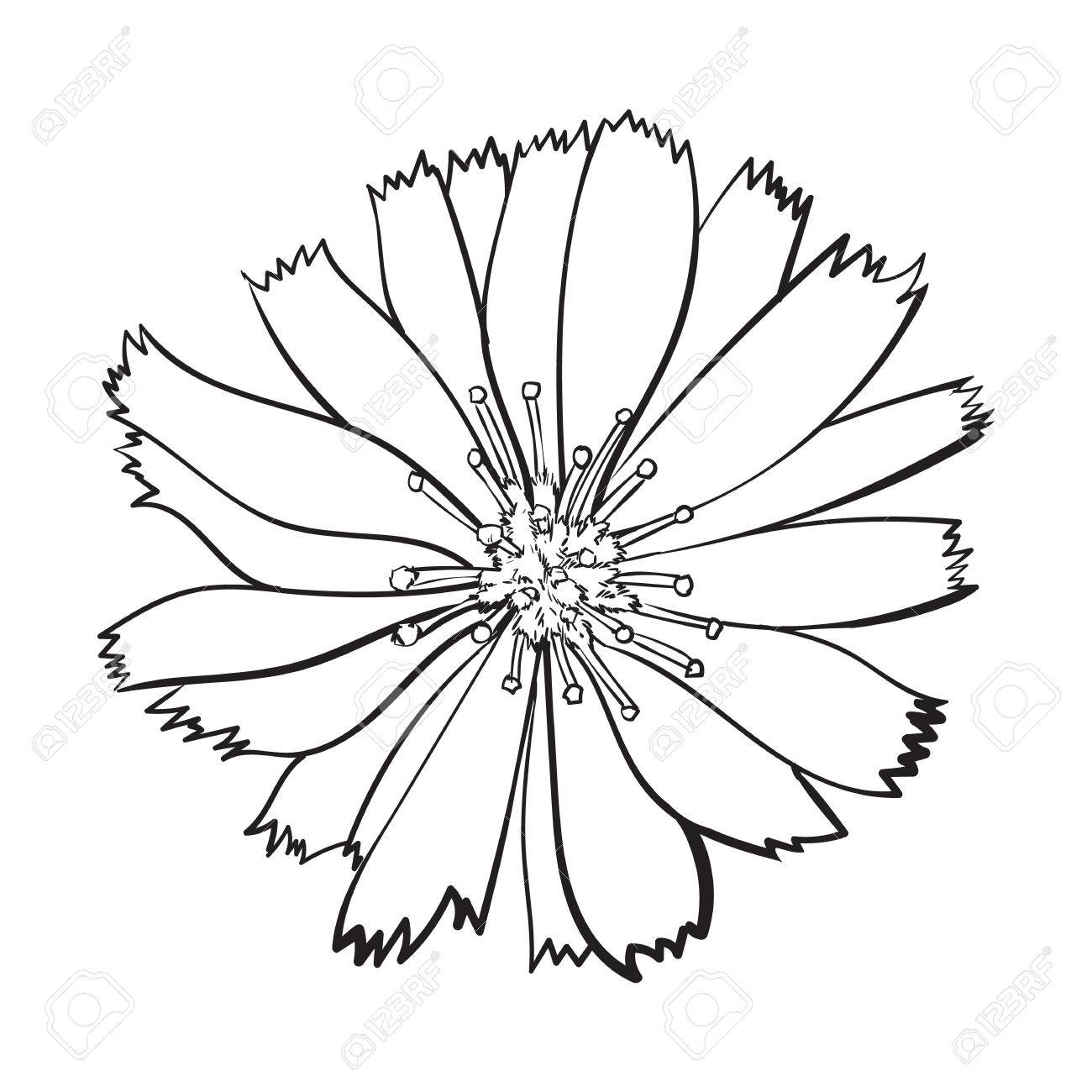 1300x1300 Open Black And White Chicory Wild Flower Head, Top View, Sketch