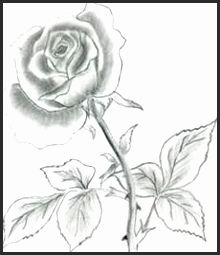 220x255 Pretty Flower Sketches Snvcn Inspirational 40 Beautiful Flower