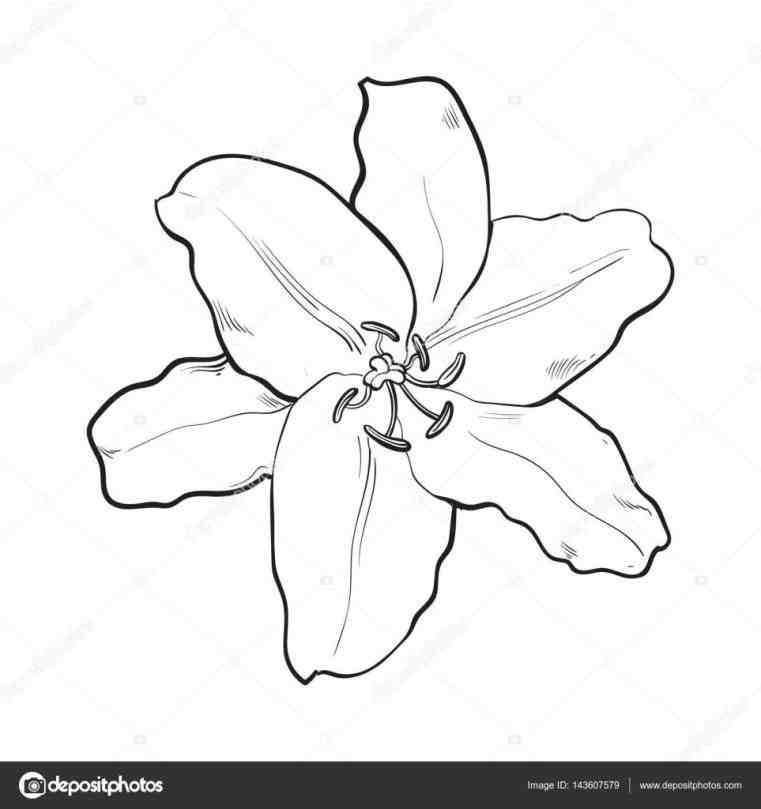761x809 Realistic Lily Flower Drawing