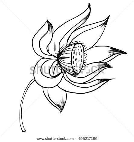 445x470 Drawn Lotus Real Flower