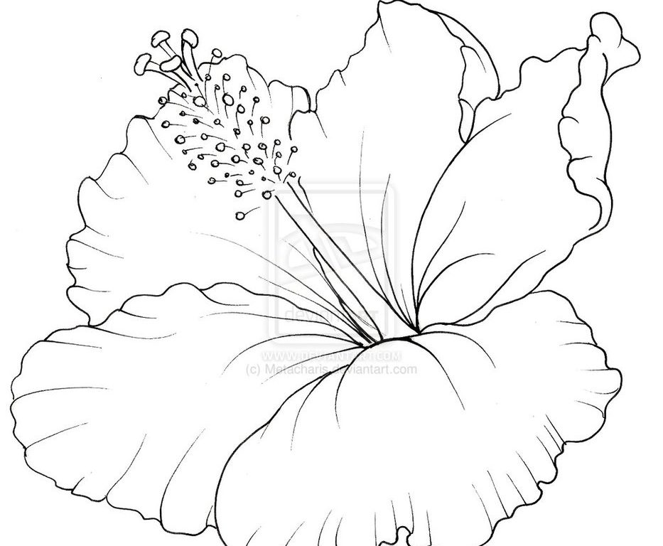 933x768 Hibiscus Coloring Pages Download Flower Page For Kids Flowers Book