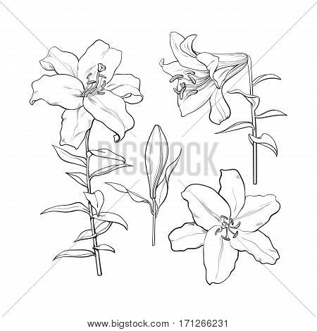 450x470 Set Hand Drawn White Lily Flowers Vector Amp Photo Bigstock
