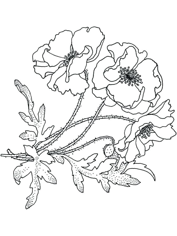 750x1000 Realistic Flower Coloring Pages