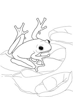 236x314 Free printable nature clip art tree frog To Frog Life Cycle