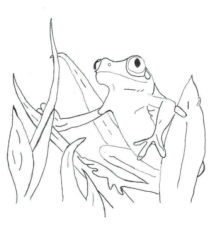 728x756 Frog Coloring Sheet Frog Prince Coloring Pages Panda Free Images
