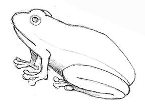 288x212 How To Draw A Frog Follow Along Here In Simple Steps