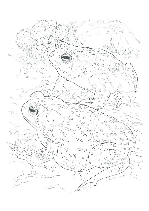 595x842 New Online Coloring Pages Of Animals Print Realistic Animal Full