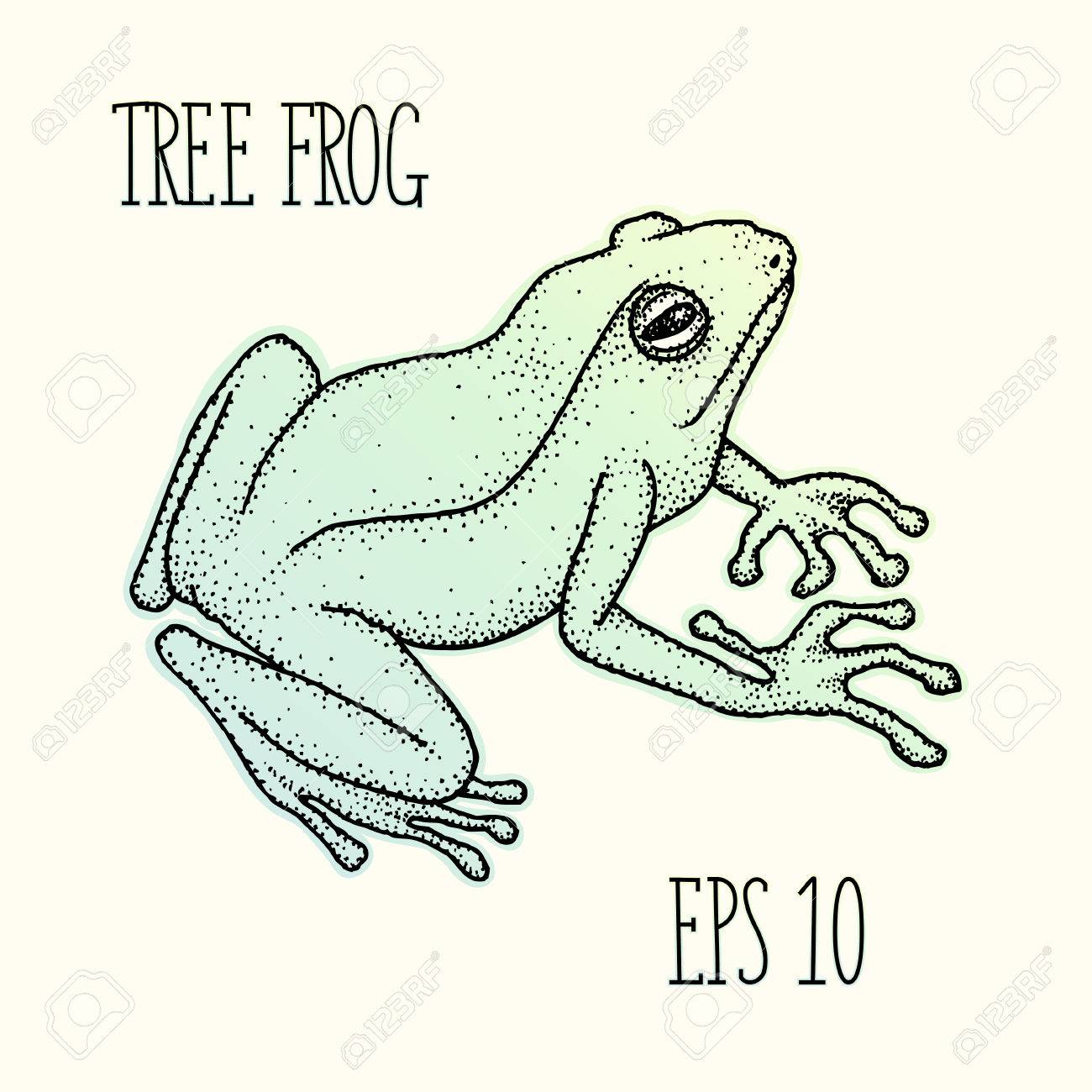 1300x1300 Realistic Tree Frog Ink Hand Drawn Vector Illustration Stock Photo