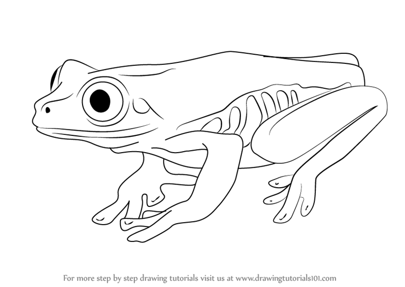 800x566 Drawing Of Tree Frogs Realistic Tree Frog Drawings