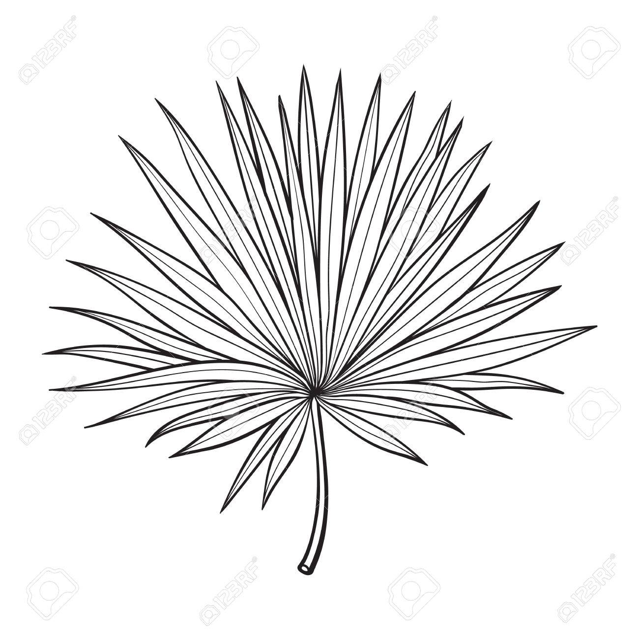 1300x1300 Full Fresh Fan Shaped Leaf Of Palmetto Tree, Sketch Style Vector