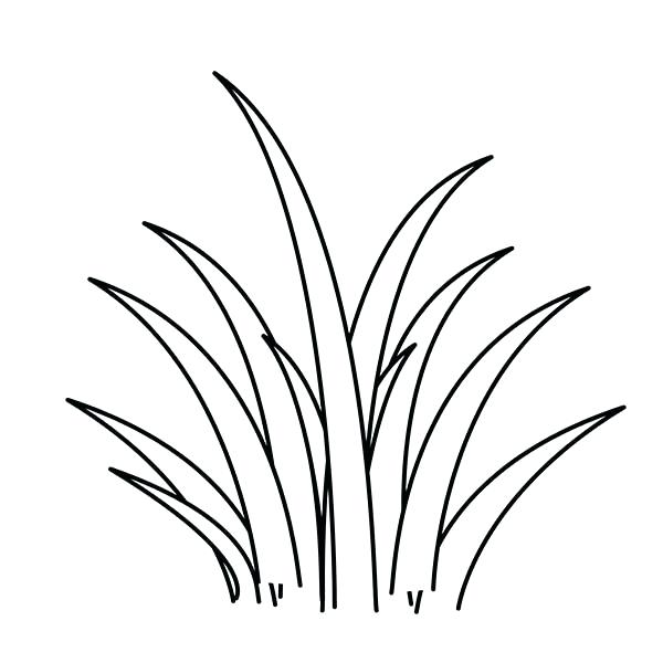 600x600 Grass Coloring Page S Coloring Page Realistic S And Plants