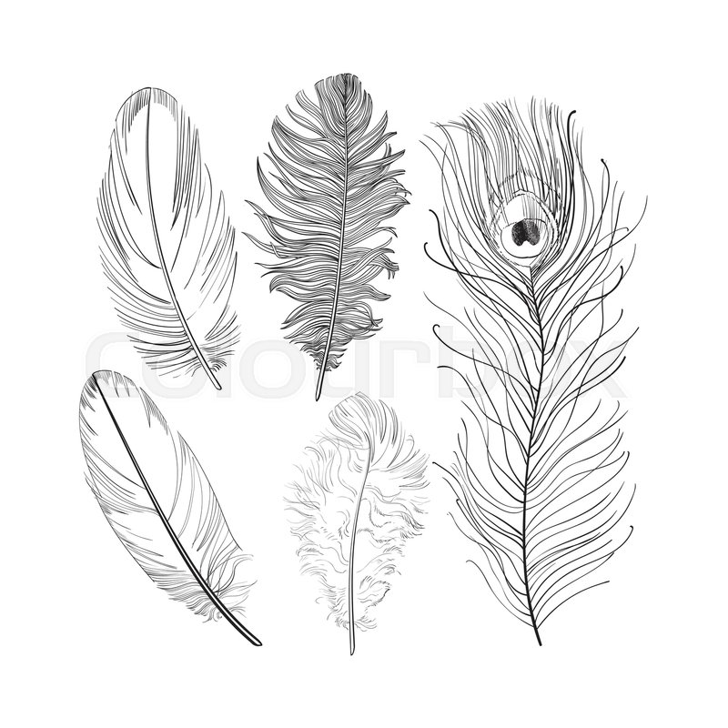 800x800 Hand Drawn Set Of Various Black And White Bird Feathers, Sketch