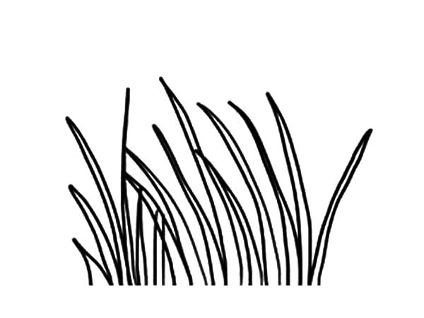 600x450 Long Grass Coloring Pages Color Luna