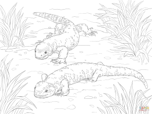 300x225 Realistic Chinese Water Dragon Download Coloring Pages