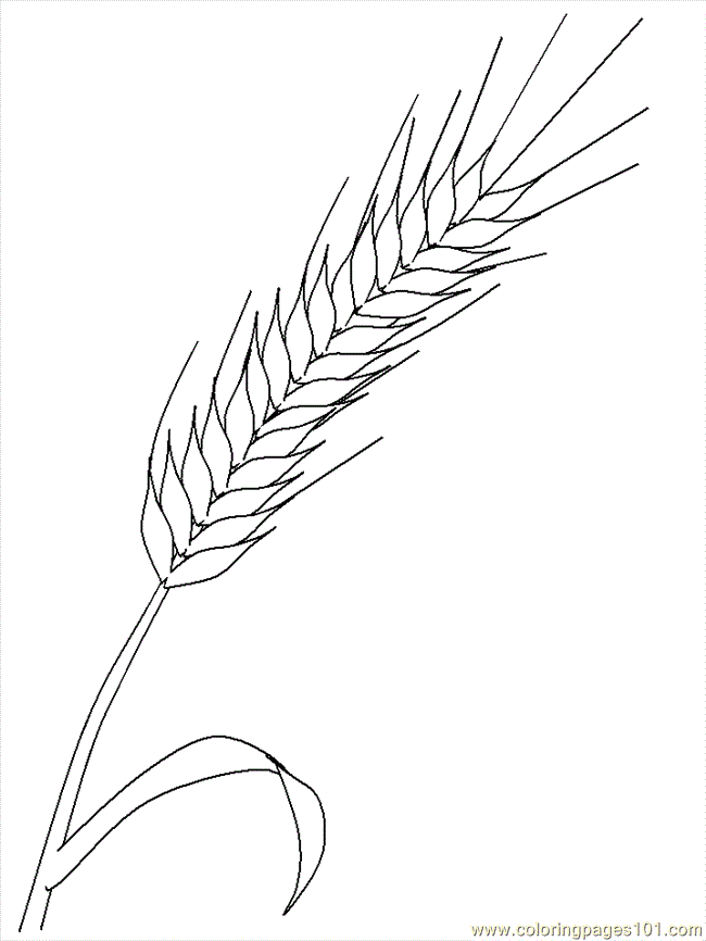 650x866 Realistic Flowers Coloring Page