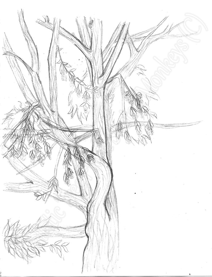 689x900 Realistic Tree From Sketch Monkeys By Sith Witch