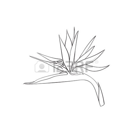 450x450 Single Bird Of Paradise, Strelizia Tropical Flower, Sketch Style