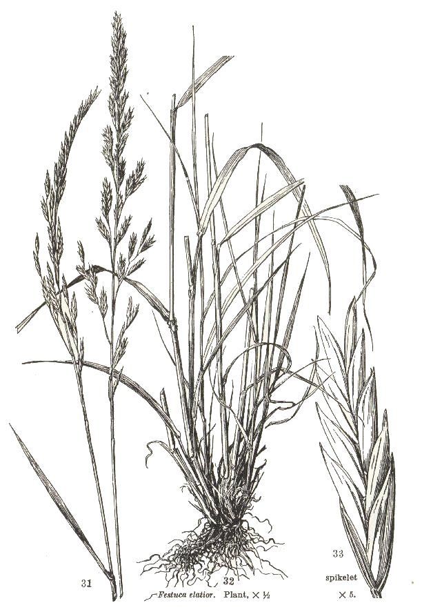 641x887 How To Draw Bushes