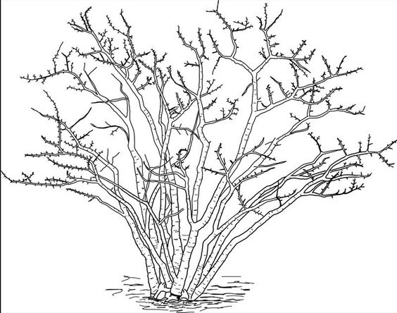 564x444 Realistic Plant Drawing