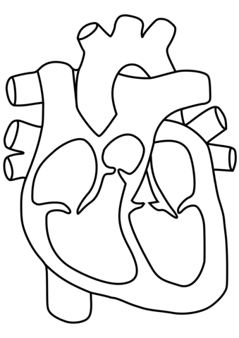 339x480 Human Heart Coloring Page Free Printable Coloring Pages