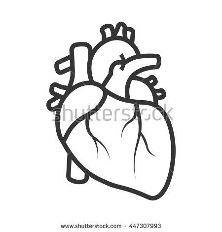 450x470 New Anatomical Heart Clipart
