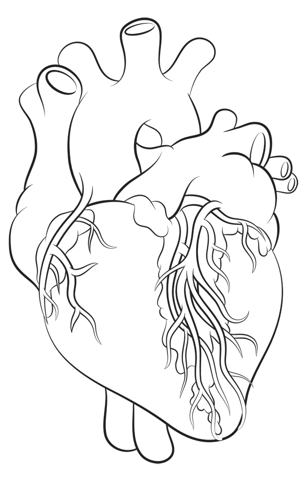 600x938 Real Heart Drawings