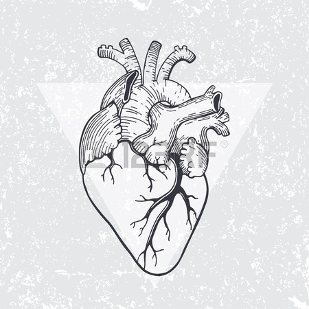 450x450 Vector Realistic Anatomical Heart Royalty Free Cliparts, Vectors