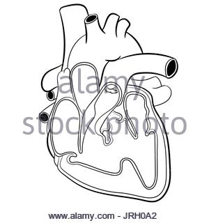 300x320 Anatomical Human Heart Hand Drawn Sketch With Inscription Of Names