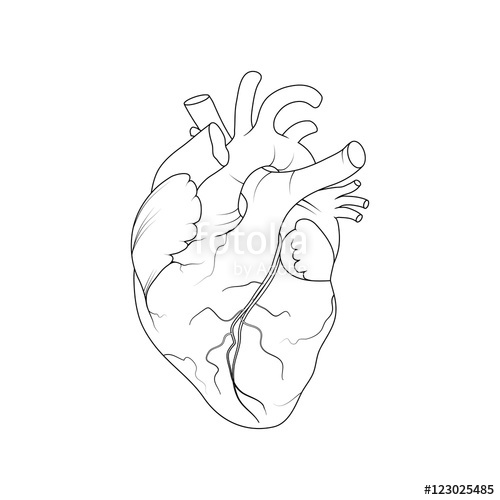 500x500 Anatomical Human Heart.realistic Vector Illustration Stock Image