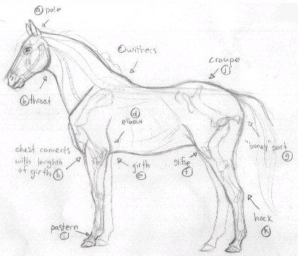 421x360 Inspirational Horse Pictures To Draw How To Draw A Realistic Horse