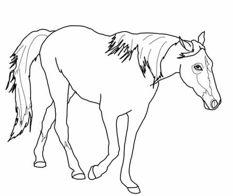 480x404 Tennessee Walking Horse Coloring Page Free Printable Coloring Pages