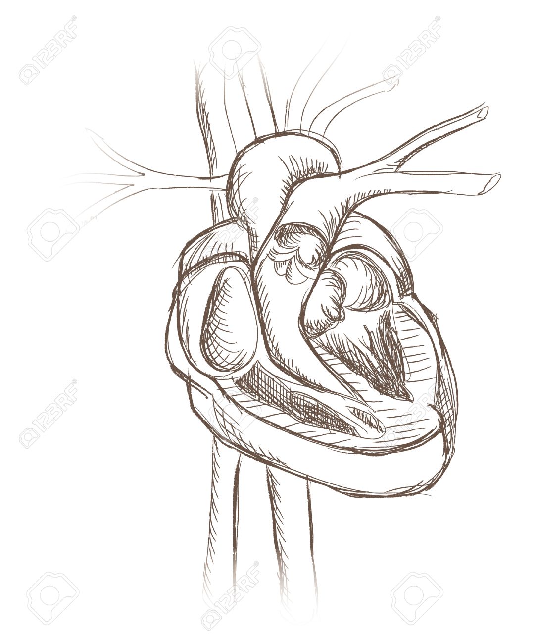 1085x1300 Human Heart Anatomy From Healthy Body, Vector Illustration