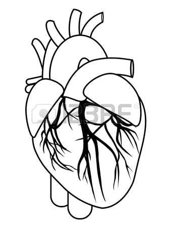 339x450 342 Heart Chambers Stock Vector Illustration And Royalty Free