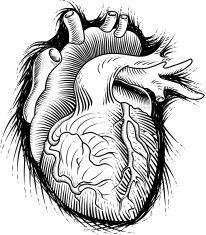 206x235 Human Heart Drawing Human Heart