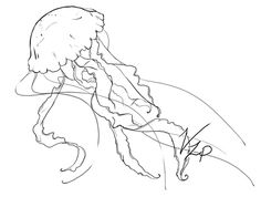 236x178 Imgs For Gt Jellyfish Realistic Drawing Tattoo Ideas