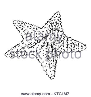 300x320 Isolated Starfish Sketch Stock Vector Art Amp Illustration, Vector