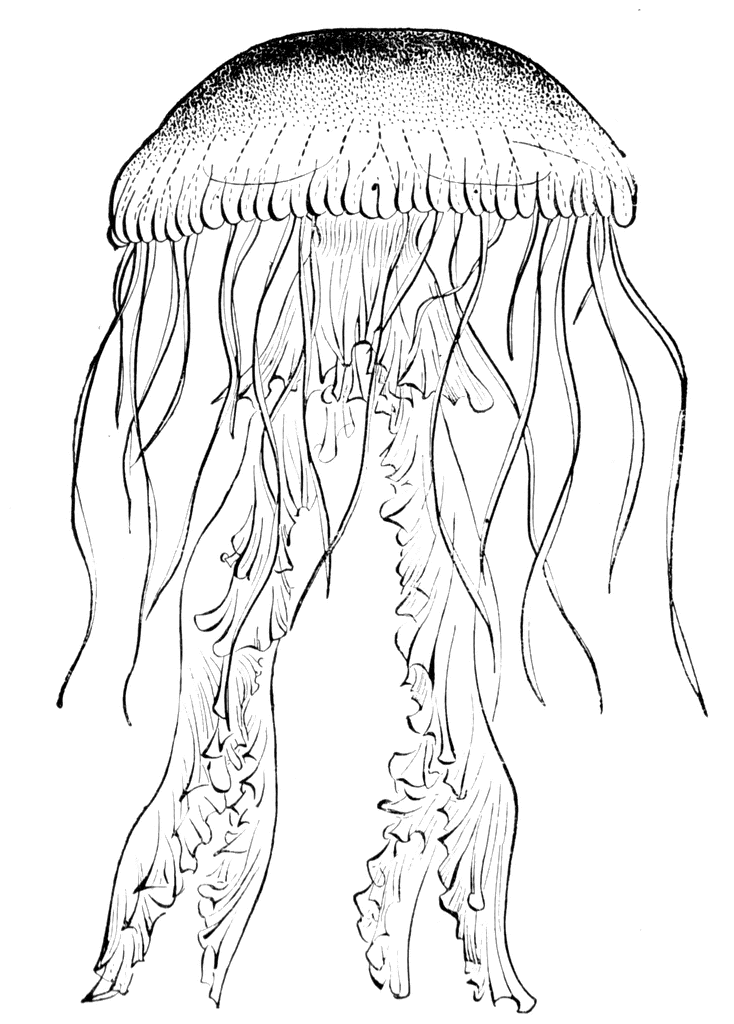 734x1024 Jellyfish Clipart Gif