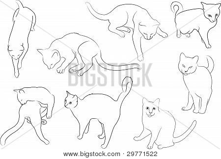 450x324 Cats Kittens Outline Vector Amp Photo Bigstock