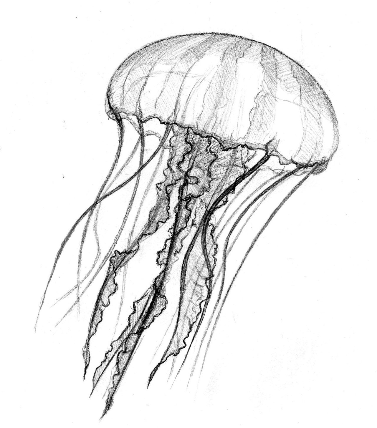 1280x1454 Jellyfish Drawing