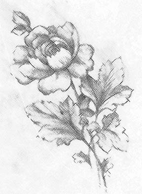 288x394 Drawings Of Flowers