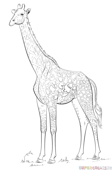 378x575 How To Draw A Realistic Giraffe Step By Step Drawing Tutorials