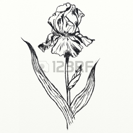 450x450 Drawing Iris Flower, Realistic Sketch Stock Photo, Picture