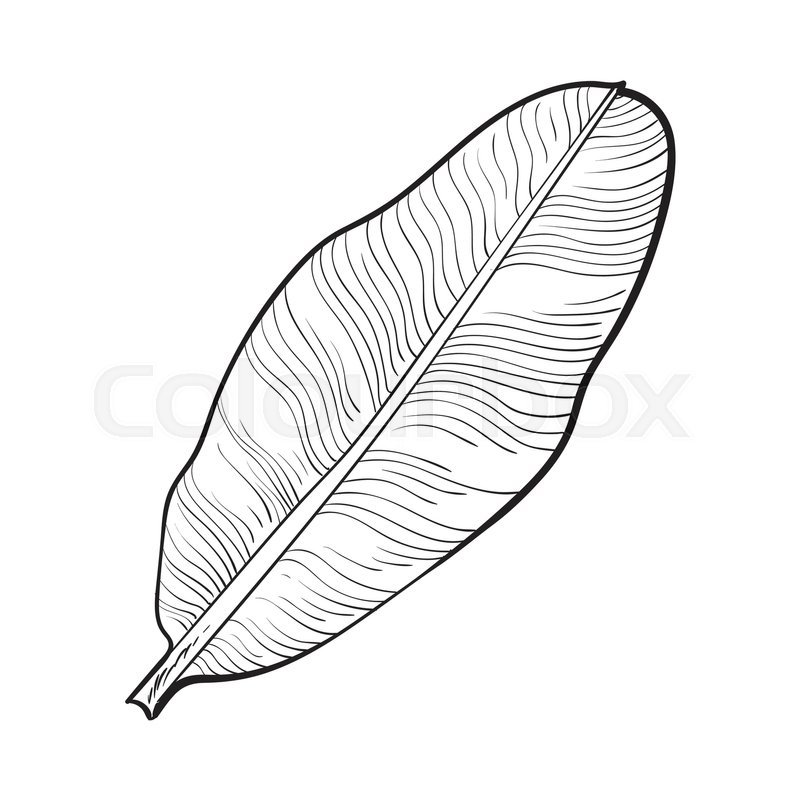 800x800 Full Fresh Leaf Of Banana Palm Tree, Sketch Style Vector