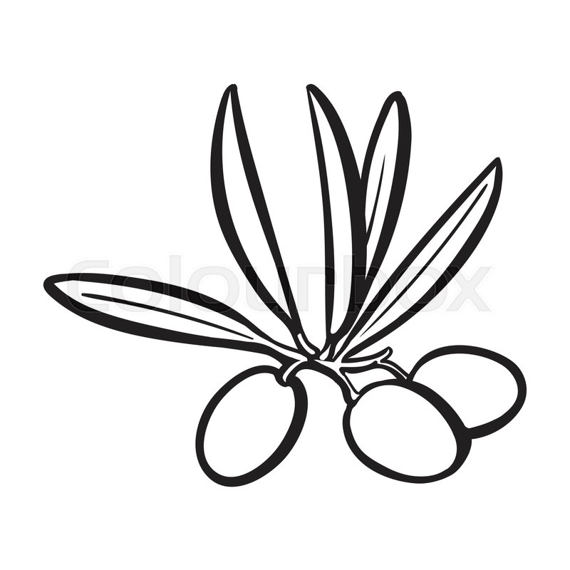 800x800 Olives Black And White Outline Sketch Style Vector Illustration