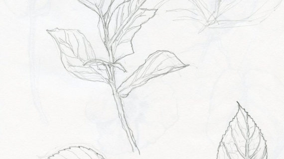 570x320 Pencil Sketches Of Plants Plant Pencil Line Drawing