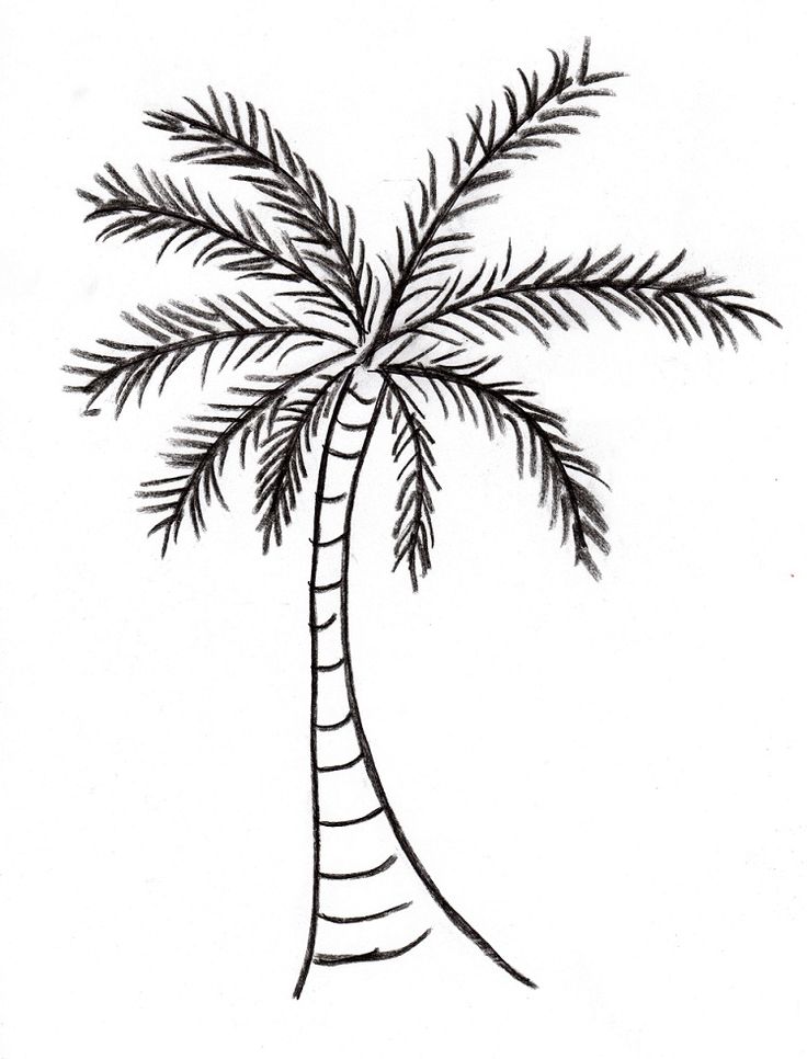 736x966 Realistic Outline Of Coconut Tree 99 In Science Clipart