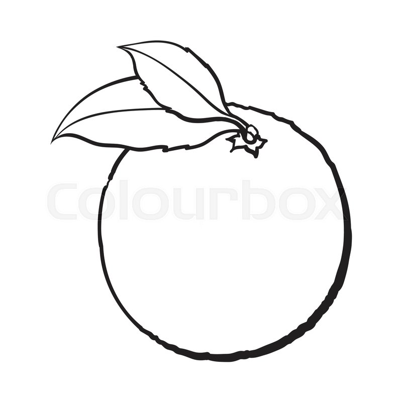 800x800 Realistic Colorful Hand Drawn Ripe, Unpeeled Orange With Green